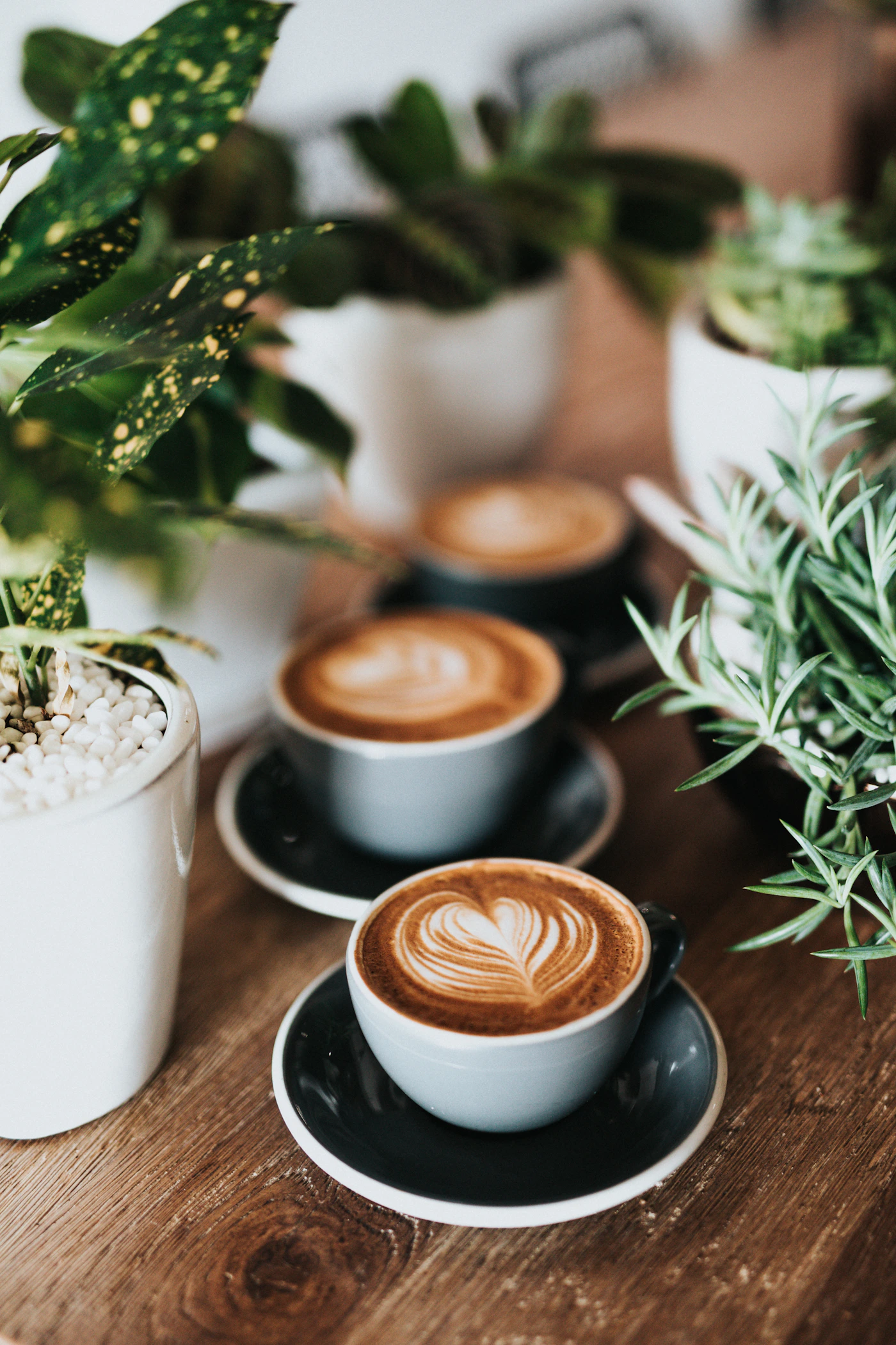 Three latte art cups on warm wood table with plants